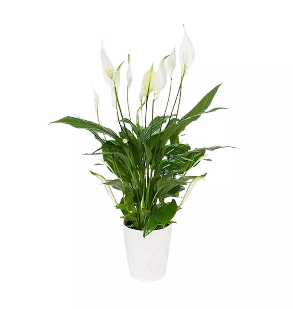 Serene Peace Lily with Pot