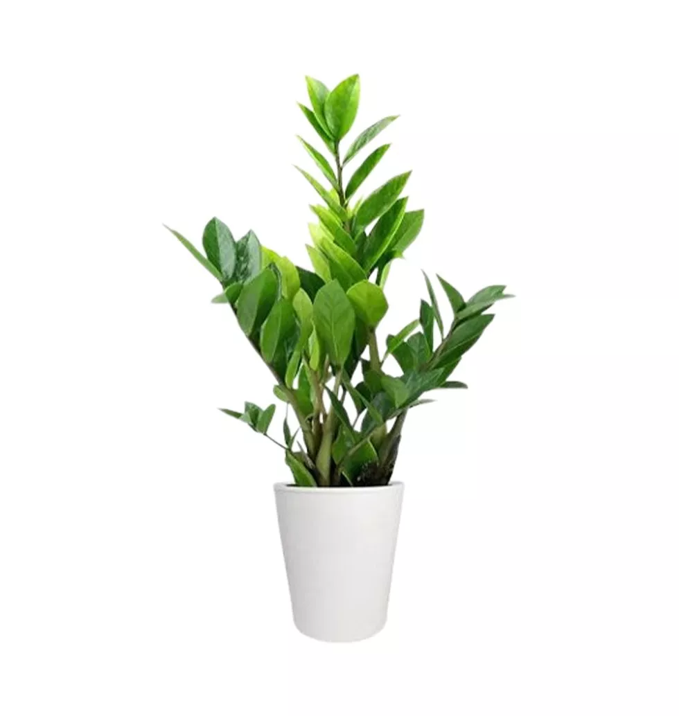 Elegant ZZ Plant with Pot